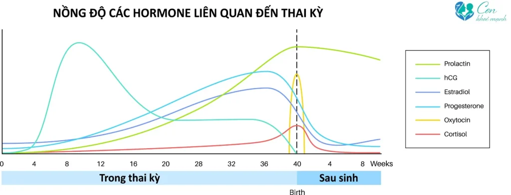 Biểu đồ estrogen và progesterone giảm mạnh sau sinh
